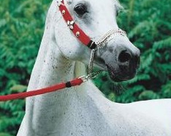 broodmare Halims Asmara EAO (Arabian thoroughbred, 1992, from Ansata Halim Shah ox)