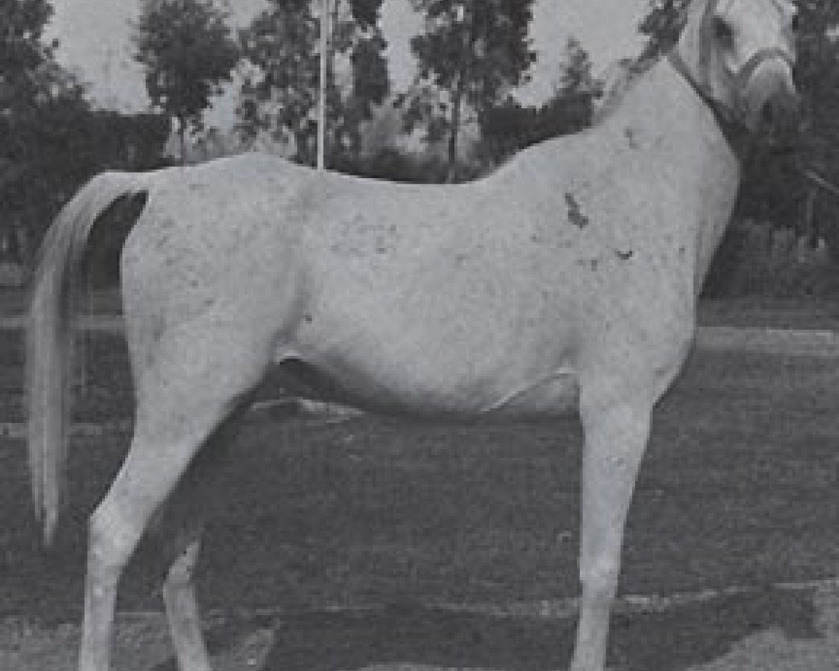 broodmare Bint Kamla EAO (Arabian purebred, 1956, from El Sareei 1942 RAS)