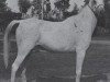 broodmare Bint Kamla EAO (Arabian thoroughbred, 1956, from El Sareei 1942 RAS)