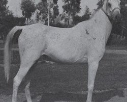 broodmare Bint Kamla EAO (Arabian thoroughbred, 1956, from El Sareei 1942 RAS)