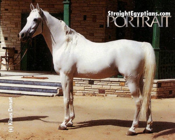 stallion Shadwan EAO (Arabian thoroughbred, 1972, from Shaarawi 1961 EAO)