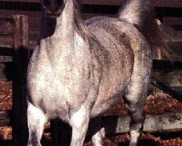 broodmare Nafairtiti EAO (Arabian thoroughbred, 1972, from Morafic 1956 EAO)