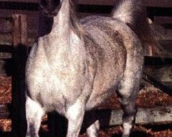 broodmare Nafairtiti EAO (Arabian thoroughbred, 1972, from Morafic 1956 EAO)