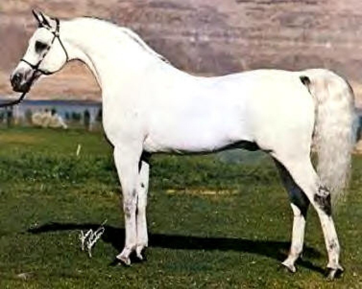 stallion El Hilal ox (Arabian purebred, 1966, from Ansata Ibn Halima 1958 EAO)