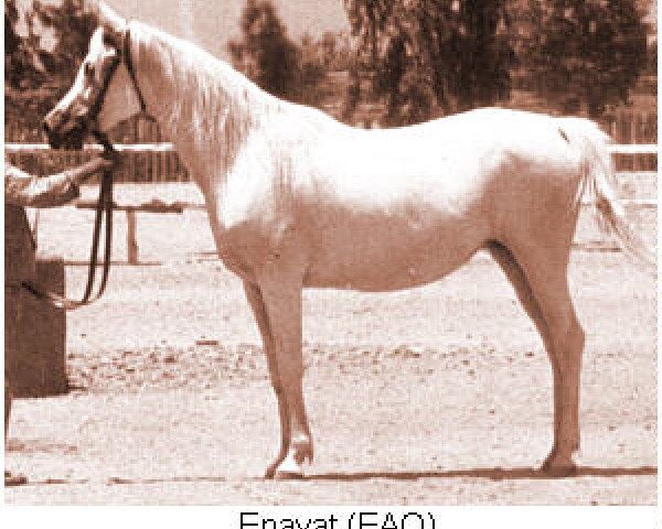 broodmare Enayat EAO (Arabian thoroughbred, 1961, from Morafic 1956 EAO)
