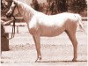 broodmare Enayat EAO (Arabian thoroughbred, 1961, from Morafic 1956 EAO)