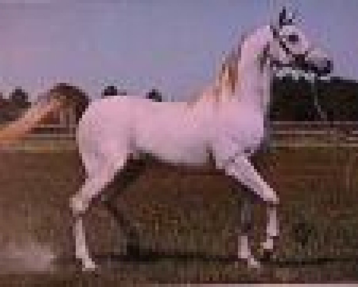 stallion Sakr EAO (Arabian purebred, 1968, from Sultann EAO)