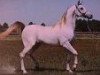 stallion Sakr EAO (Arabian thoroughbred, 1968, from Sultann EAO)