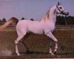 stallion Sakr EAO (Arabian thoroughbred, 1968, from Sultann EAO)