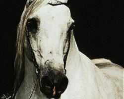 stallion Nabiel EAO (Arabian thoroughbred, 1971, from Sakr EAO)