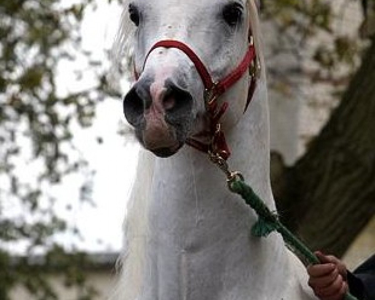 stallion El Allah Abu ox EAO (Arabian purebred, 1996, from Thee Desperado 1989 EAO)