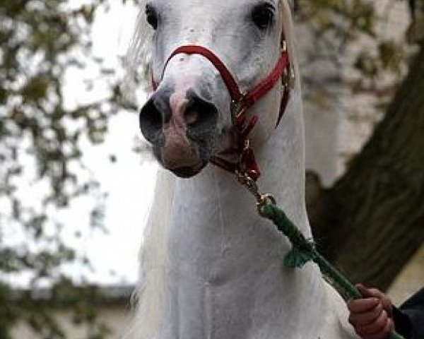 stallion El Allah Abu EAO (Arabian thoroughbred, 1996, from Thee Desperado 1989 EAO)