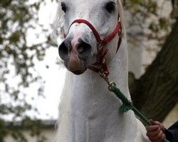 stallion El Allah Abu ox EAO (Arabian thoroughbred, 1996, from Thee Desperado 1989 EAO)