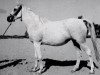 broodmare Lubna EAO (Arabian thoroughbred, 1953, from Sid Abouhom 1936 RAS)