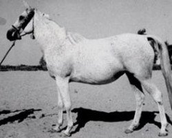 broodmare Lubna EAO (Arabian thoroughbred, 1953, from Sid Abouhom 1936 RAS)