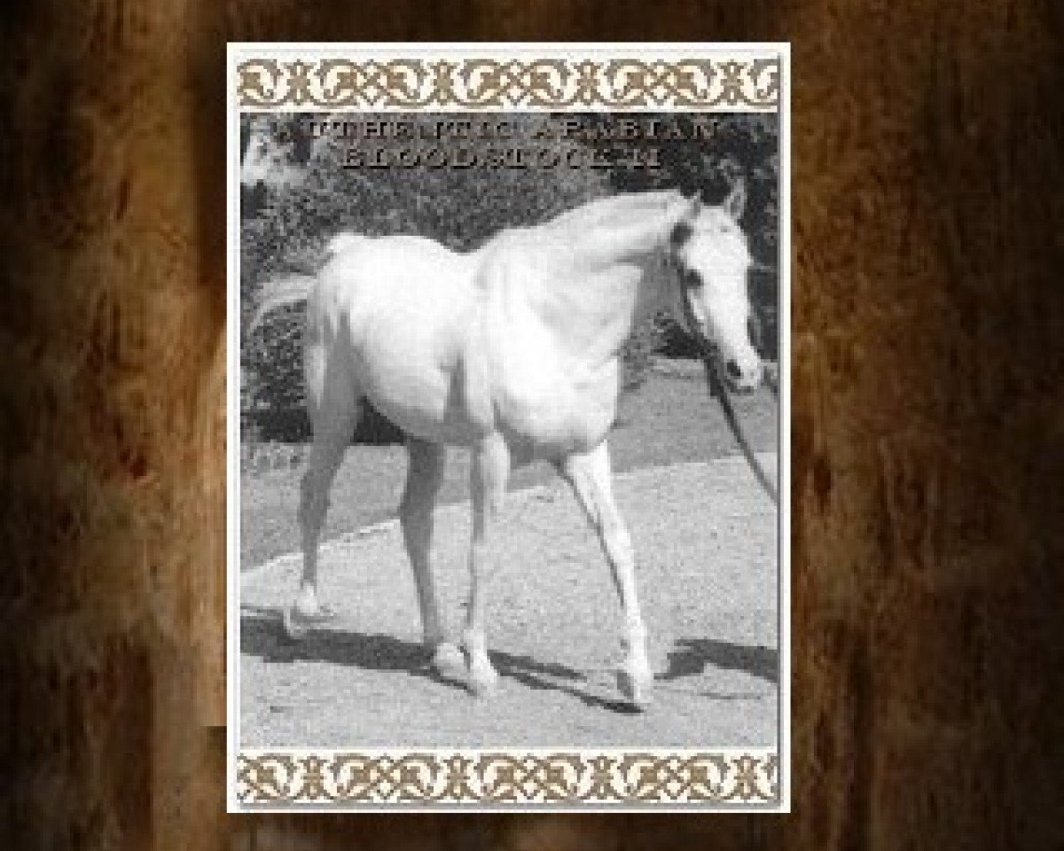 stallion Ghalion EAO (Arabian purebred, 1965, from Morafic 1956 EAO)
