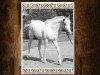 stallion Ghalion EAO (Arabian thoroughbred, 1965, from Morafic 1956 EAO)