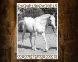 stallion Ghalion EAO (Arabian thoroughbred, 1965, from Morafic 1956 EAO)