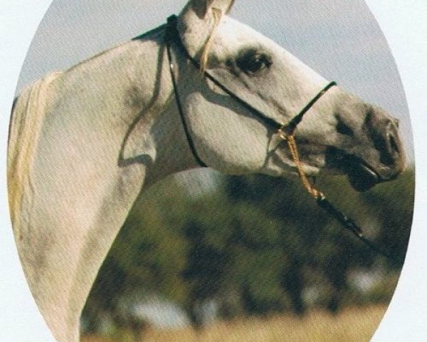 broodmare AK Athea EAO (Arabian thoroughbred, 1983, from Ibn Moniet El Nefous 1964 EAO)