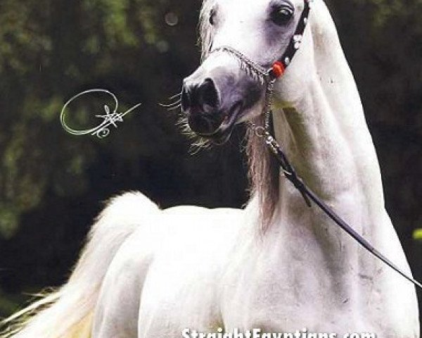 stallion El Ahhim Shah EAO (Arabian thoroughbred, 1994, from Ansata Halim Shah ox)