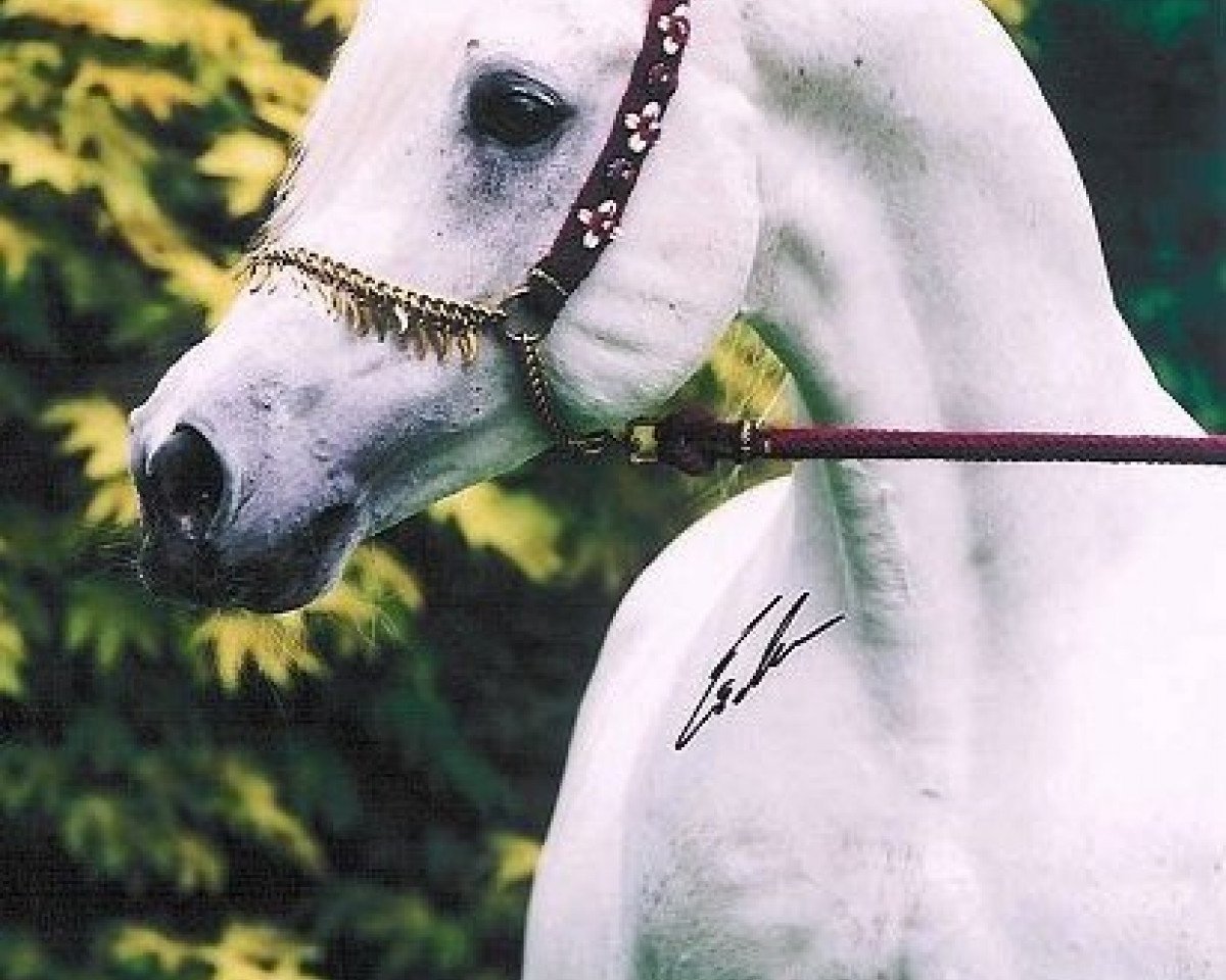 stallion Dalia Halim EAO (Arabian purebred, 1991, from Ansata Halim Shah ox)
