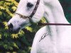 stallion Dalia Halim EAO (Arabian thoroughbred, 1991, from Ansata Halim Shah ox)