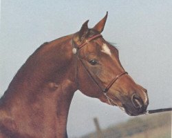 broodmare AK Dalia EAO (Arabian thoroughbred, 1970, from Ibn Hafiza 1959 EAO)