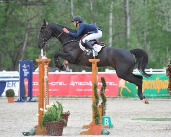 jumper Zenzation (KWPN (Royal Dutch Sporthorse), 2004, from Solitair)