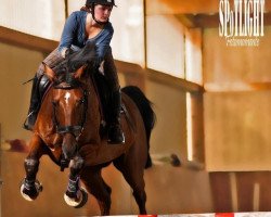 dressage horse Filas (Russian Trakehner, 2004, from Etiudas-Eskado)