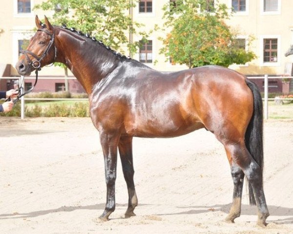 horse Syriano (Trakehner, 2006, from Gribaldi)