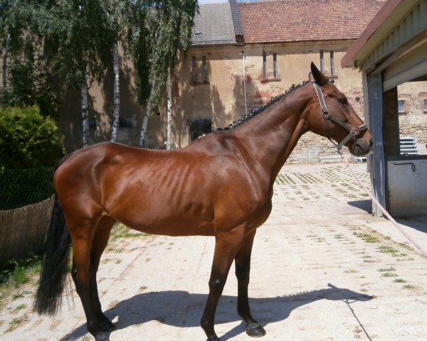 broodmare Gipsy (Oldenburg, 2000, from Nandino xx)