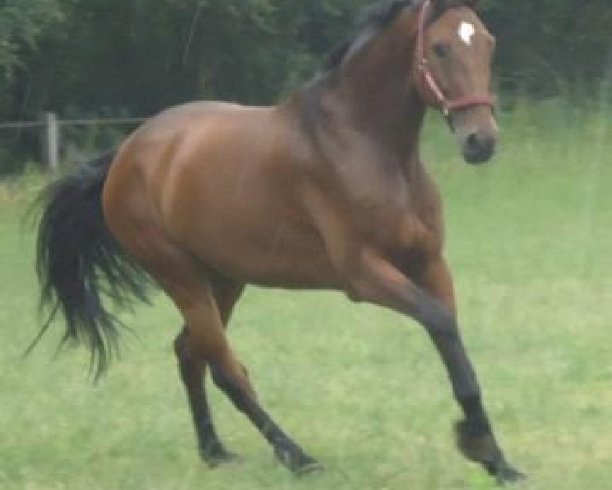 jumper Condor O'Connor (Holsteiner, 2002, from Caretino)