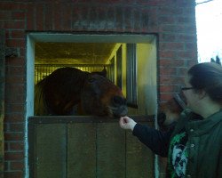 horse Campari 131 (Oldenburg, 1994, from Calvador)