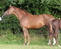 broodmare Byzantina (Hanoverian, 1996, from Brentano II)