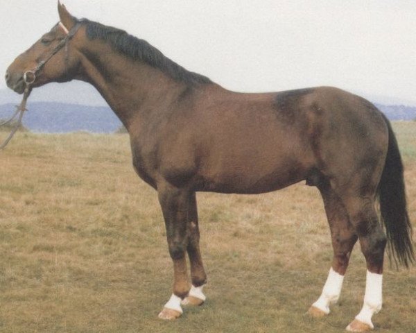 stallion Maximilian (Hanoverian, 1973, from Matador)