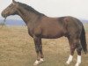 stallion Maximilian (Hanoverian, 1973, from Matador)