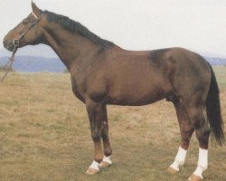 stallion Maximilian (Hanoverian, 1973, from Matador)