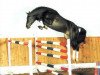 jumper Charisma II (Holsteiner, 1997, from Calido I)
