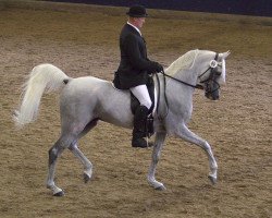 stallion LV Lahab EAO (Arabian thoroughbred, 2005, from Al Lahab 1999 EAO)