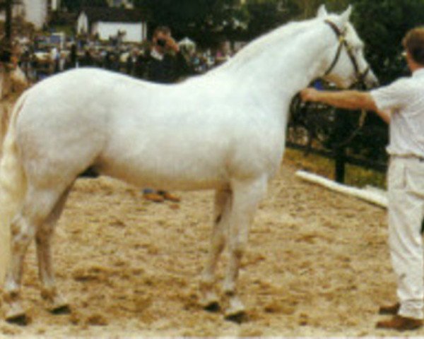 stallion Abbeyleix Fionn (Connemara Pony, 1982, from Ashfield Sparrow)