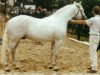 Deckhengst Abbeyleix Fionn (Connemara-Pony, 1982, von Ashfield Sparrow)