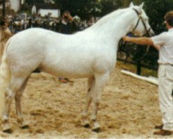 Deckhengst Abbeyleix Fionn (Connemara-Pony, 1982, von Ashfield Sparrow)