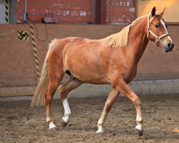 dressage horse Caruso (German Riding Pony, 2008, from Joldis Charmant)