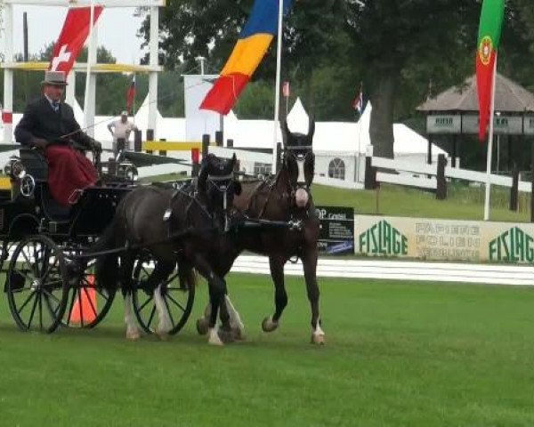 Riesenbeck INTERNATIONAL
Thursday, 21. July 2011
01 Confirmation class Pairs
1. Competition for the Derby
