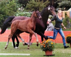 broodmare Usambara V (Holsteiner, 2004, from L'Ombre)