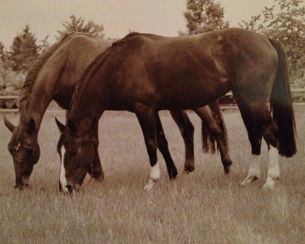 horse Santana 601 (Hessian Warmblood, 1996, from Sunrise)