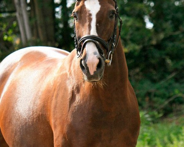 broodmare Evita Queen (Westphalian, 1996, from Ehrentusch)