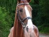 dressage horse Placido 57 (Hanoverian, 2009, from Plaisir d'Amour)