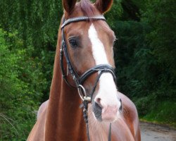 dressage horse Placido 57 (Hanoverian, 2009, from Plaisir d'Amour)