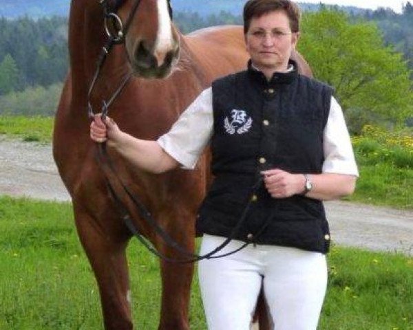 dressage horse Parzival 77 (Bavarian, 2002, from Plaisir d'Amour)